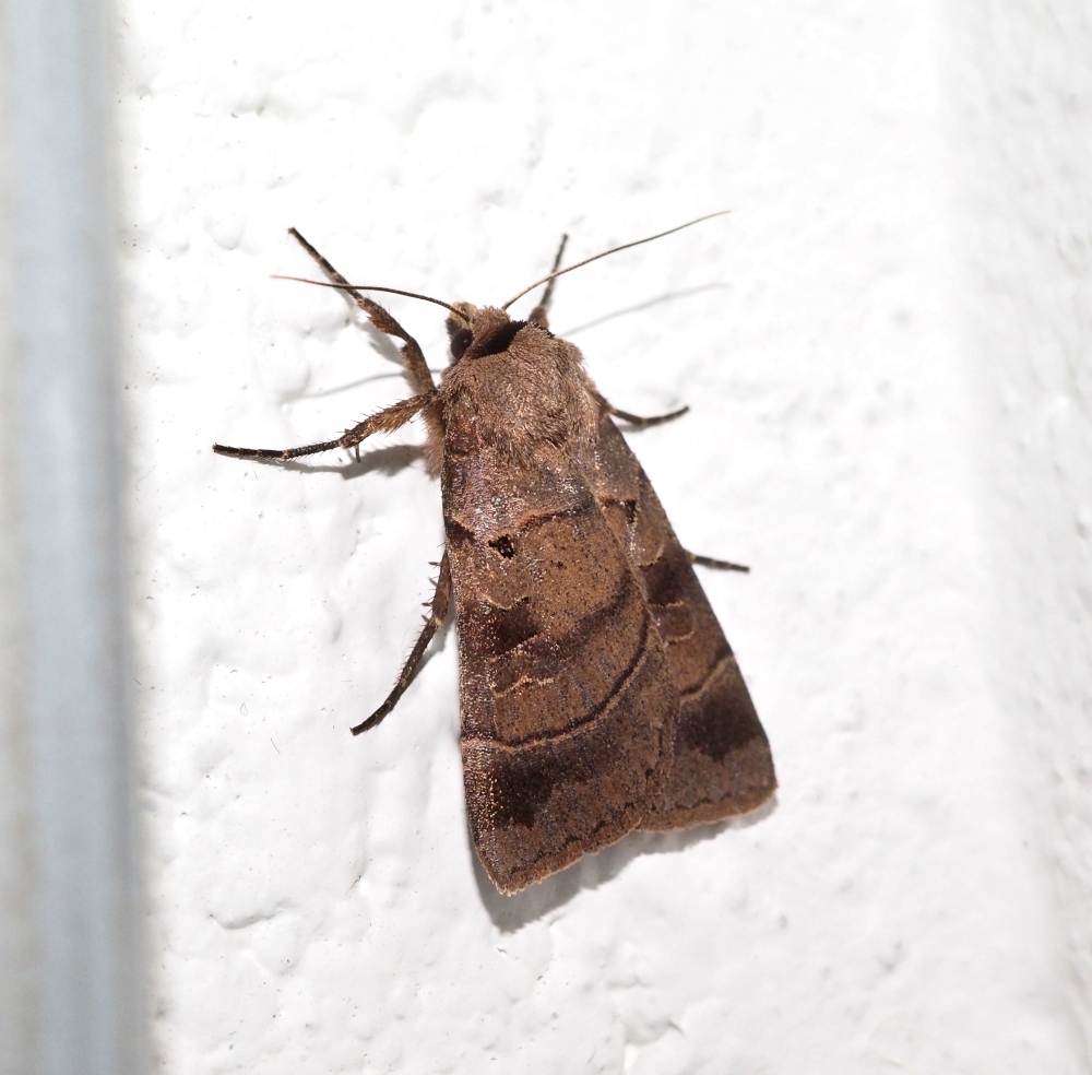 Found in the stairwell and subsequently rescued_20201016.jpg
